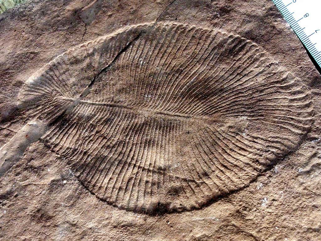 Fossile de <em>Dickinsonia</em> (vendozoaire), sorte de coussin mou ne possédant aucun organe interne et se nourrissant certainement par osmose. © Verisimilus, Wikimedia Commons, CC by-sa 3.0 