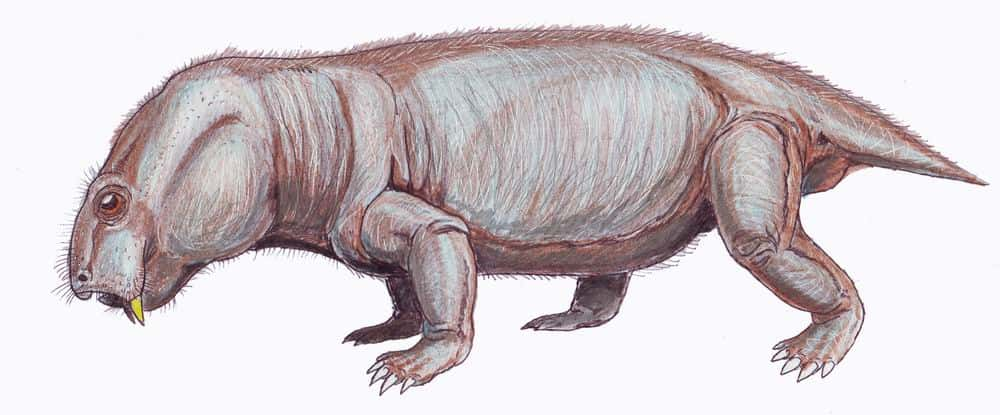 Un dicynodonte datant de la fin du Permien dont les fossiles ont été retrouvés en Afrique du Sud. © Dmitry Bogdanov, Wikimedia Commons, CC by-sa 3.0