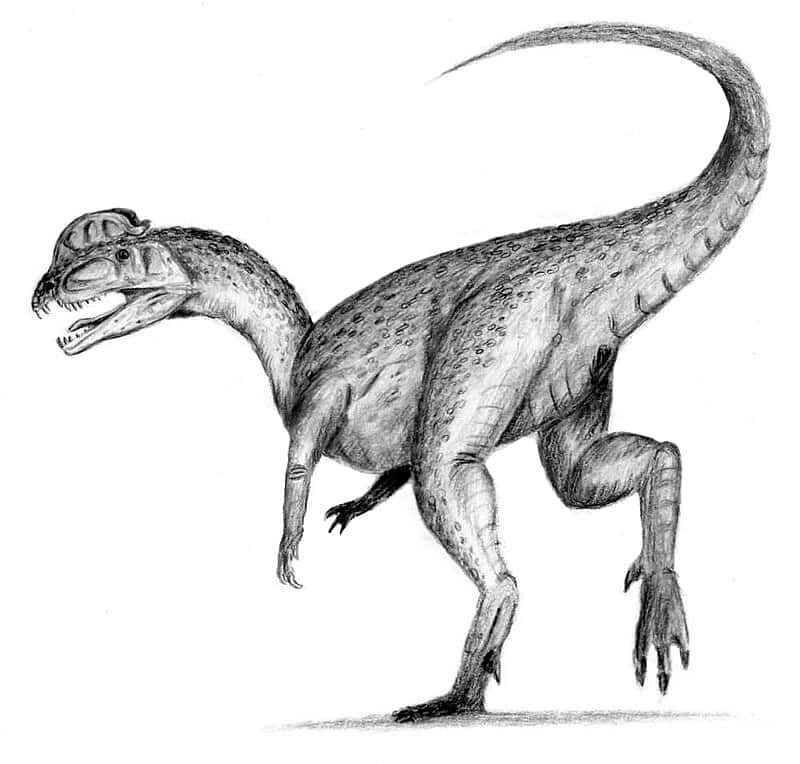 Contrairement à ce qui est présenté dans le film <em>Jurassic Park</em>, le <em>Dilophosaurus</em> ne possédait pas de collerette et n'était certainement pas venimeux. © ArthurWeasley, Wikimedia Commons, CC by-sa 3.0 