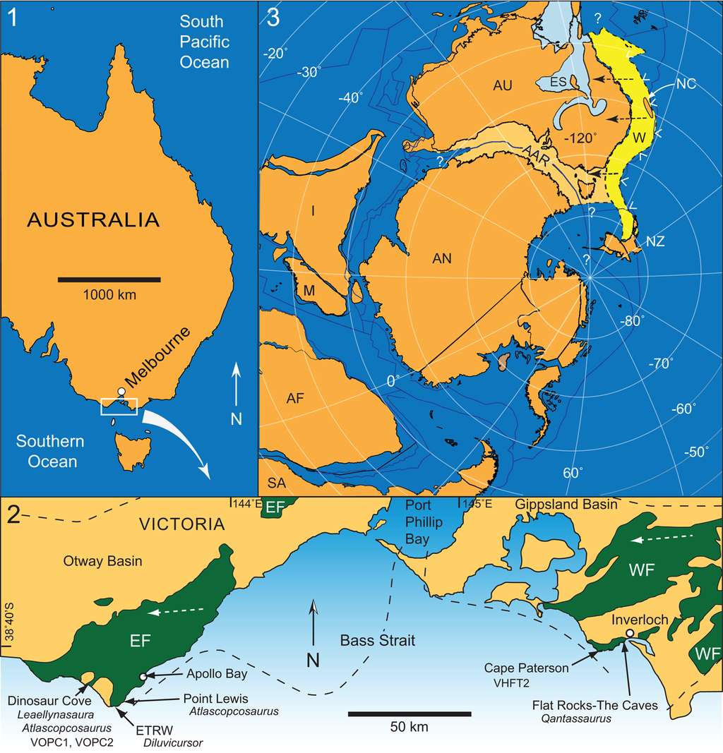 Les restes de ptérosaures ont été retrouvés dans la formation d'Eumeralla, proche du Cap Otway (encadré figure 1, zone verte EF sur la figure 2). Au milieu du Crétacé, cette région faisait encore partie du Gondwana, l'Australie n'étant pas encore séparée de l'Antarctique et donc dans une position bien plus au sud que l'actuelle (figure 3). © Matthew C. Herne, Jay P. Nair, Alistair R. Evans and Alan M. Tait, Wikimedia Commons, CC by 4.0 