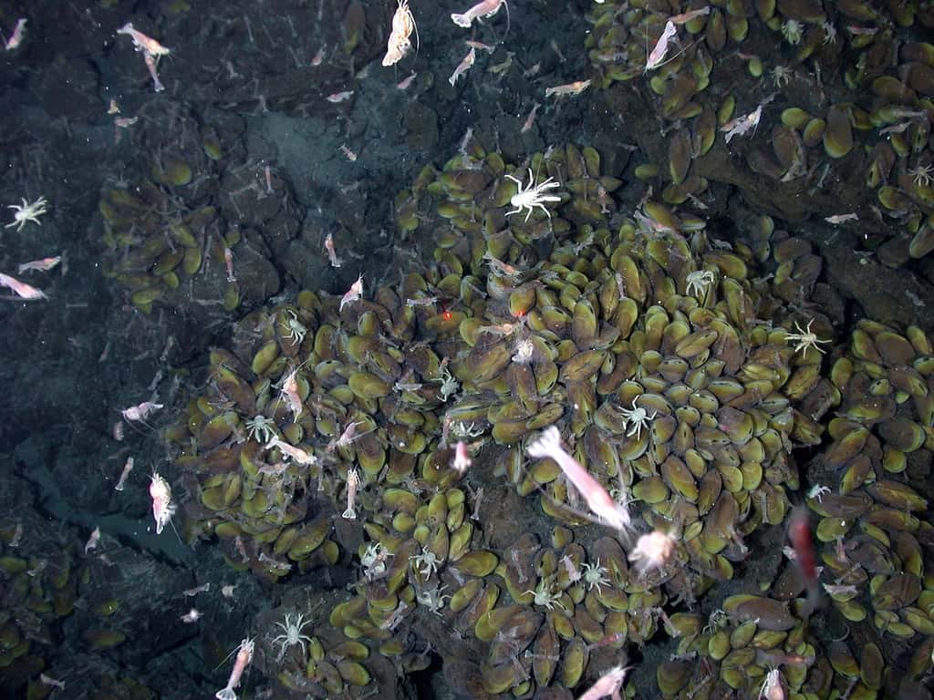 La vie foisonne autour des évents hydrothermaux du site Rainbow. © Submarine Ring of Fire 2006 Exploration, NOAA Vents Program, Wikimedia Commons, domaine public