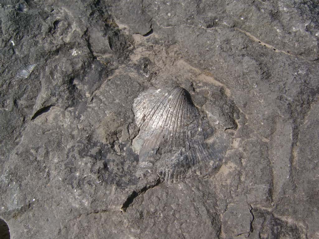 Fossile trouvé dans une carrière en Belgique. © Sylfred1977, <em>Wikimedia Commons</em>, CC by-sa 3.0 