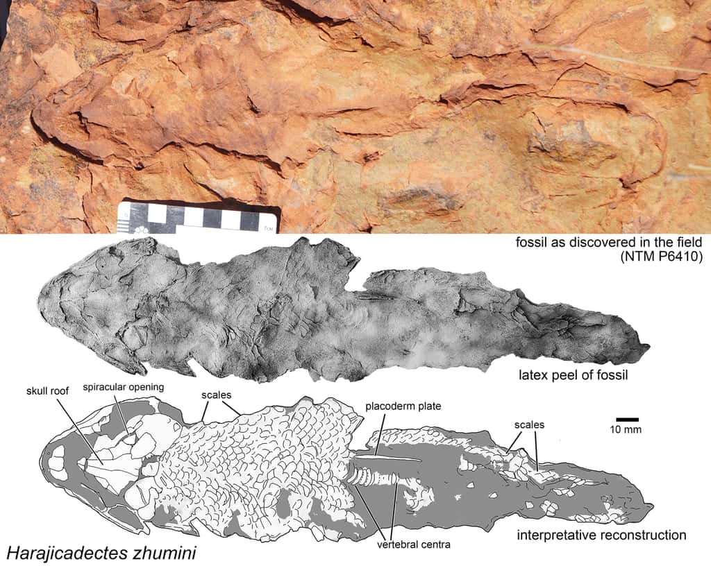 Fossile de <em>Harajicadectes zhumini</em> avec en dessous son moulage et l'interprétation. © Dr Brian Choo, <em>Flinders University</em>