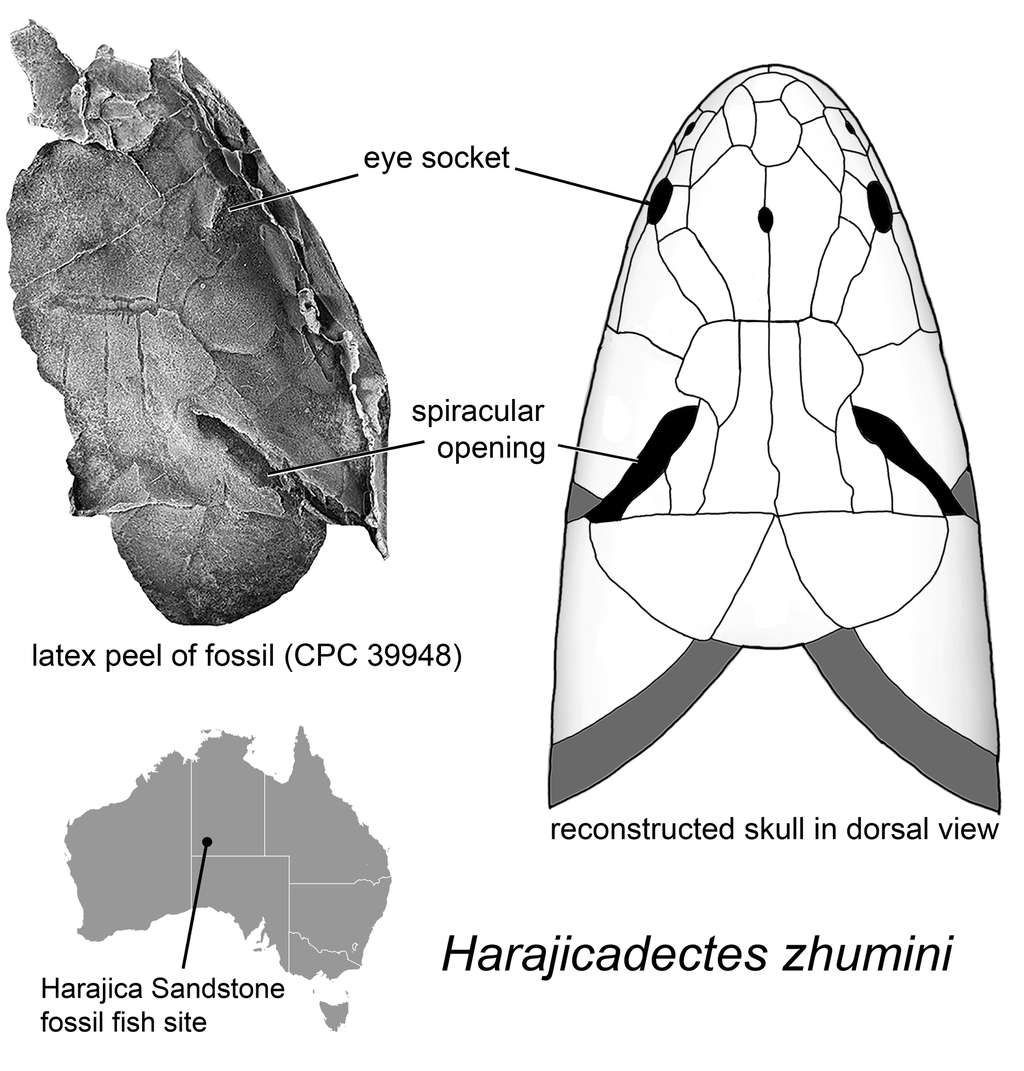 Localisation des ouvertures sur le sommet du crâne de <em>Harajicadectes zhumini. </em>© Dr Brian Choo, <em>Flinders University</em>