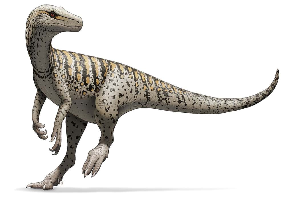 Herrerasaurus est l'un des plus anciens dinosaures connu. © Fred Wierum, <em>Wikimedia Commons</em>, CC by-sa 4.0