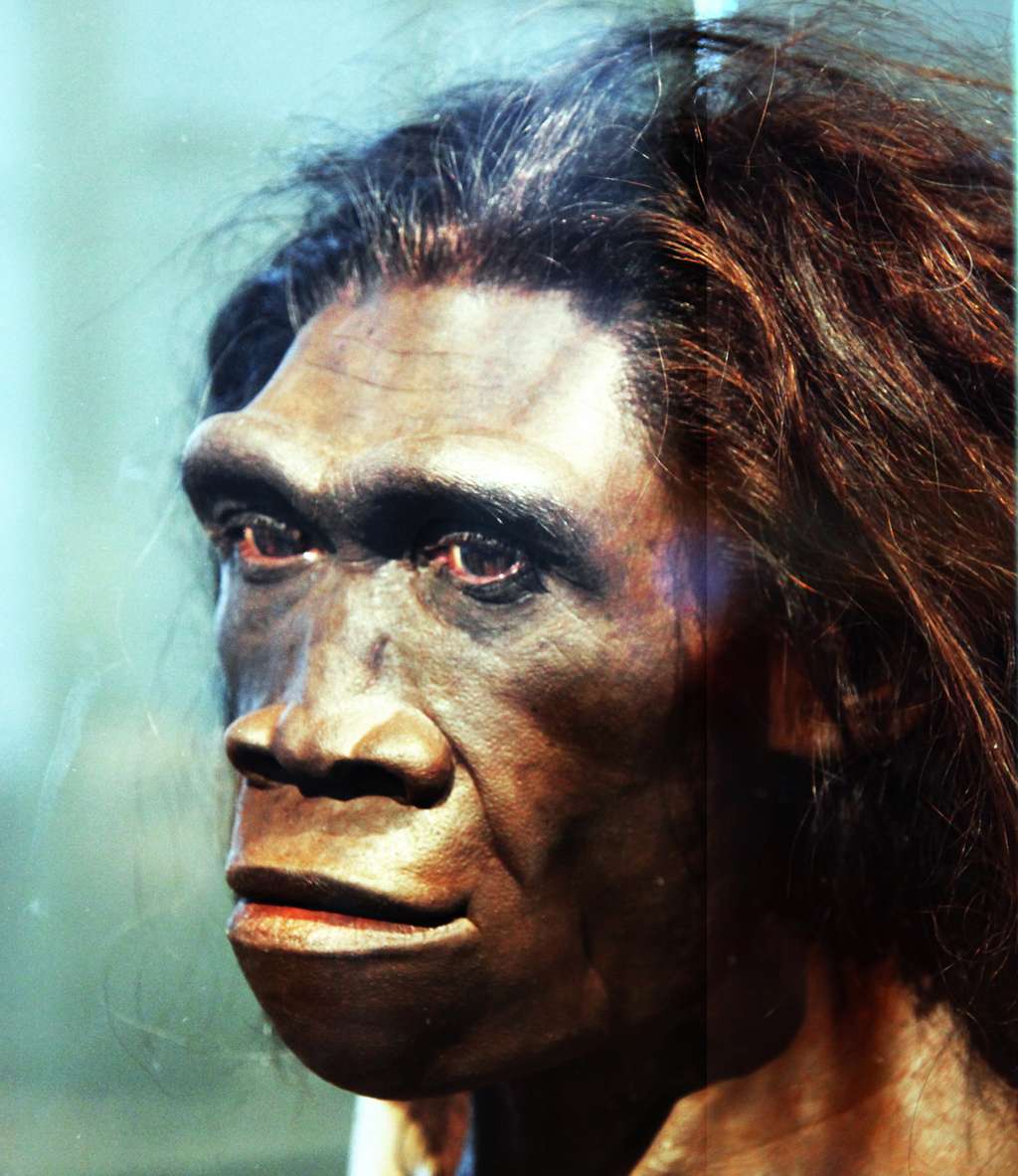 <em>Homo erectus</em> pourrait être le premier à avoir développé un langage rudimentaire. © Tim Evanson, <em>Wikimedia Commons</em>, CC by-sa 2.0 