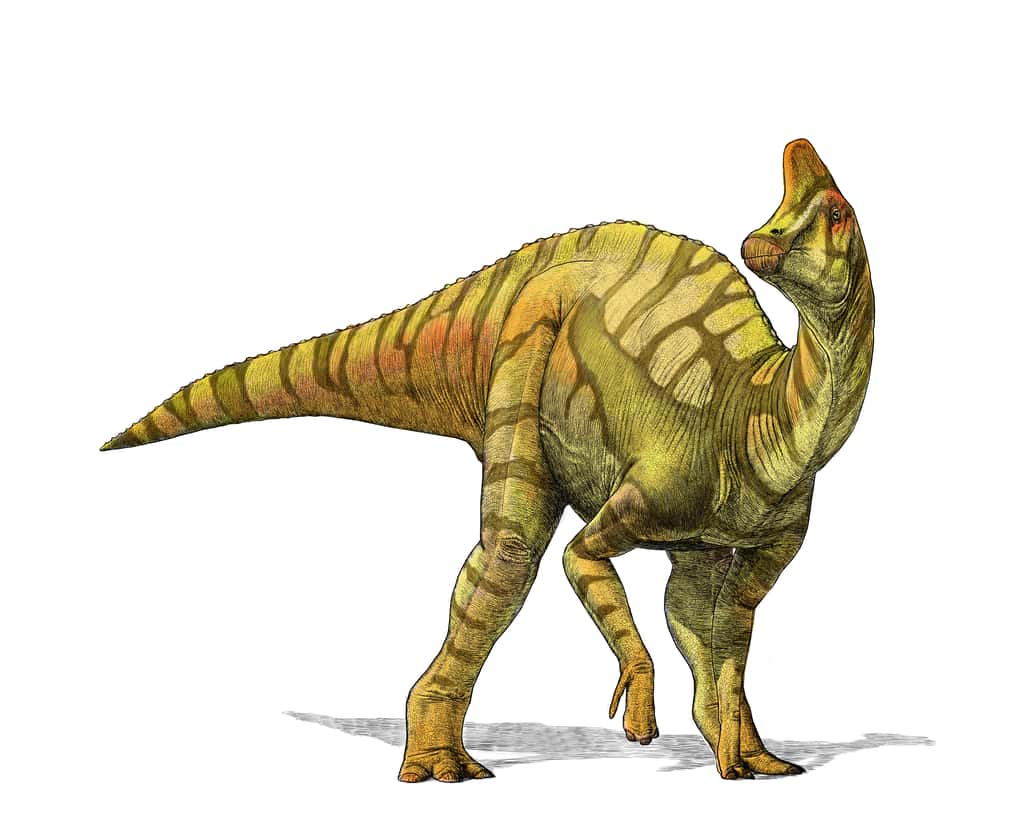 Illustration d'un jeune Lambeosaurus, une espèce d'Hadrosaure. © Julius Csotonyi. Avec l'aimable autorisation du <em>Royal Tyrrell Museum of Palaeontology</em>