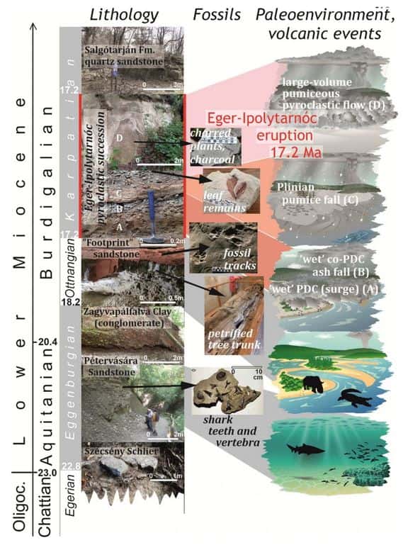 Détail de la lithologie, des fossiles et des événements volcaniques survenus sur le site d'Ipolytarnóc. © Karátson et <em>al.</em>, 2022, <em>Scientific Reports</em>, CC by 4.0