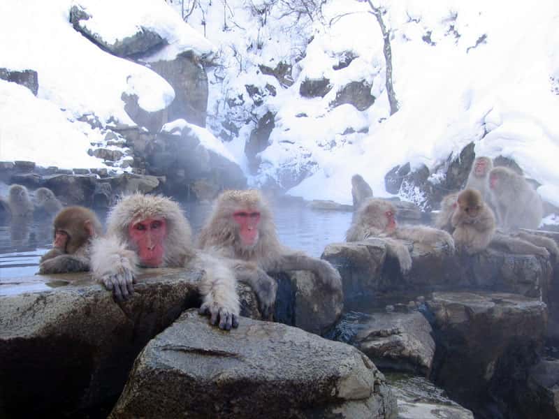 Les macaques aussi profitent des bienfaits des sources thermales à Nagano, au Japon. © Yosemite, <em>Wikimedia Commons</em>, CC by-sa 3.0