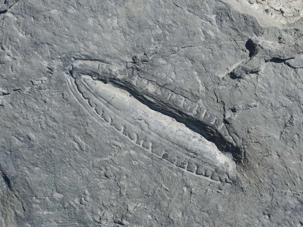 Fossile de Kimberella. © Dr Ilya Bobrovskiy, GFZ-Potsdam