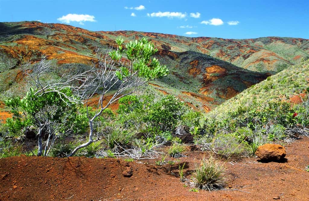 Le sol de Nouvelle-Calédonie est peu propice à l'agriculture. © Bananaflo, Wikimedia Commons, CC by-sa 3.0