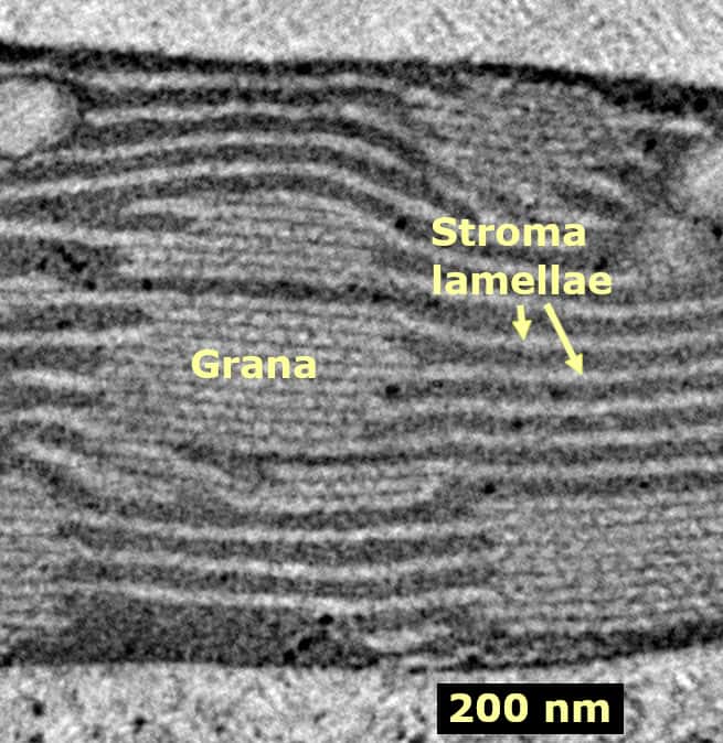Vue au microscope d'une cellule de laitue présentant les membranes thylakoïdes (grana). © Yuv345, <em>Wikimedia Commons</em>, CC by-sa 4.0 