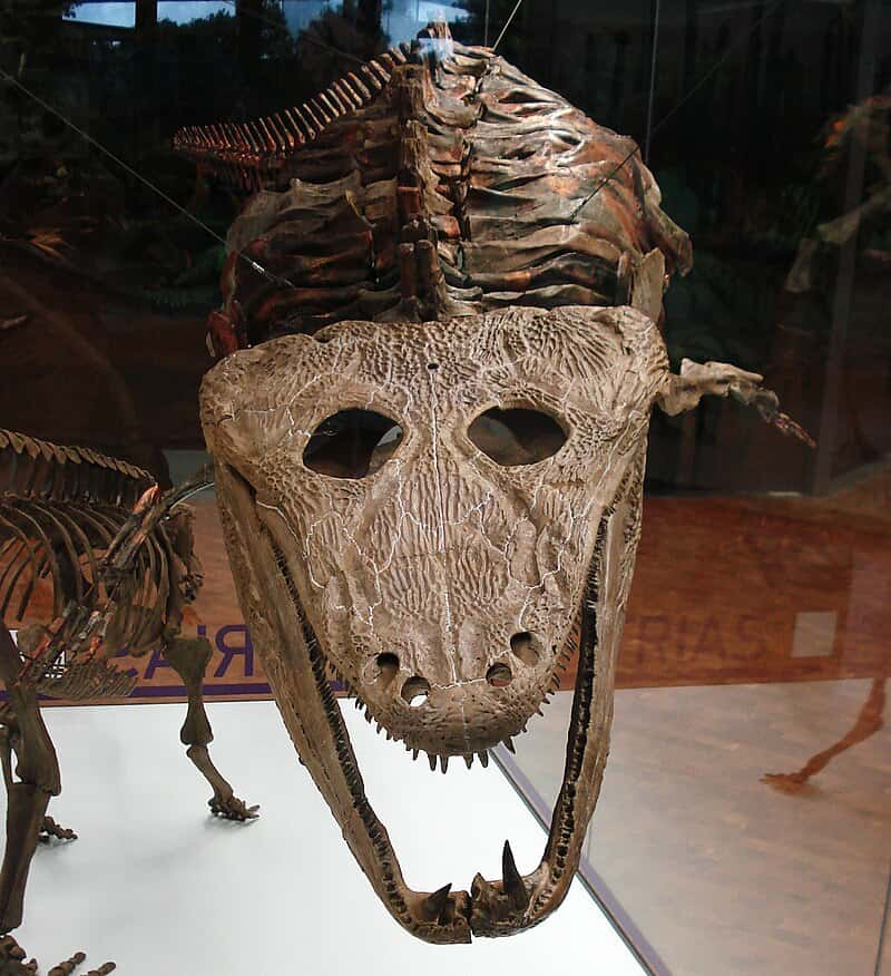 Les <em>Mastodonsaurus</em> font partie des espèces qui se sont éteintes au moment de la crise du Trias-Jurassique. © Ghedoghedo, <em>Wikimedia Commons</em>, cc by-sa 3.0 