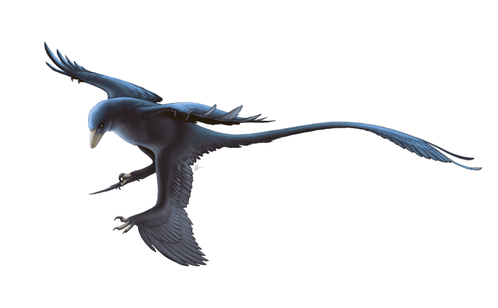 Microraptor © Fred Wierum, Wikimedia Commons, cc by-sa 4.0 
