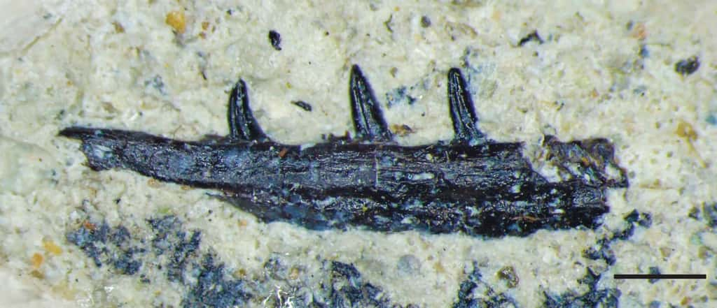 Les dents fossilisées de <em>Microzemiotes sonselaensis</em> présentent des rainures similaires à celles de certaines espèces venimeuses actuelles. © Burch et <em>al.</em> 2024, <em>Paleontology and Evolutionary Science</em>