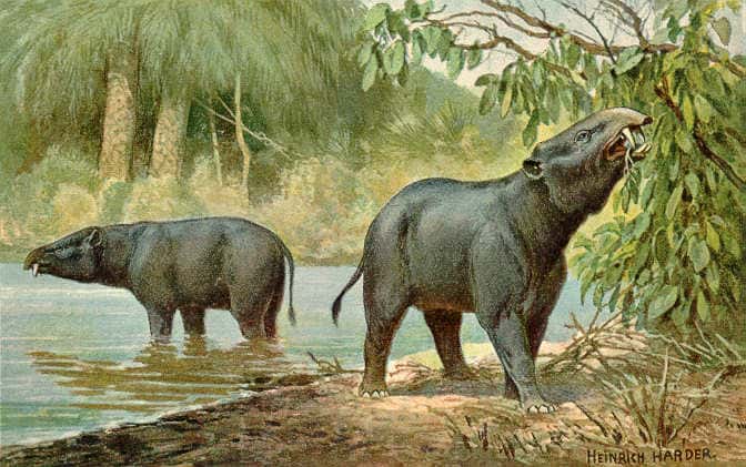 <em>Moeritherium</em>, exemple de mammifère ayant vécu durant le Paléogène. © Heinrich Harder (1858-1935), <em>Wikimedia Commons</em>, domaine public