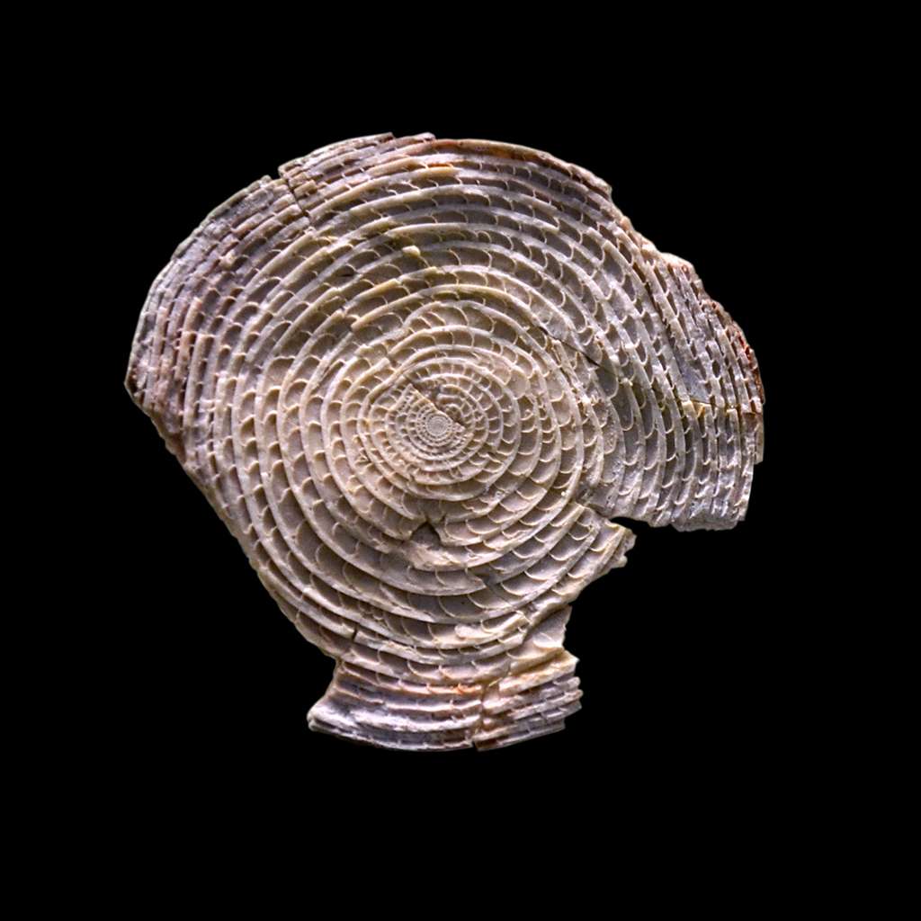 Nummulite fossile. © Vassil, Wikimedia Commons, CC0