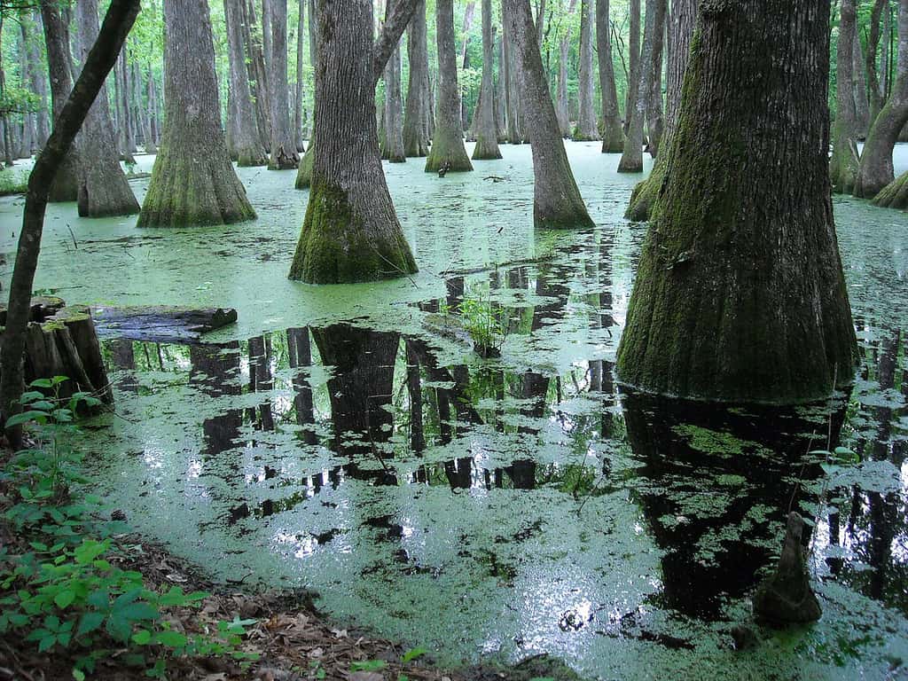 La Pearl River aux États-Unis est un bon analogue de ce à quoi devait ressembler le paysage du Carbonifère. © Charlie Brenner from Jackson Mississippi, USA, <em>Wikimedia Commons</em>, CC by-sa 2.0