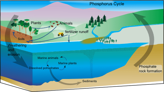 Le cycle du phosphore. © BonniemfIncorporates, Nasa Earth Science Enterprise, Wikimedia Commons, CC by-sa 3.0