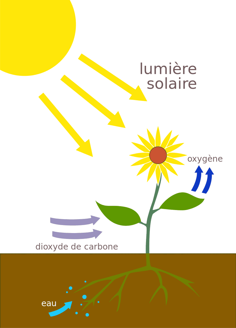 La photosynthèse est le processus le plus important ayant permis l'oxygénation de l'atmosphère. © At09kg, <em>Wikimedia Commons</em>, CC by-sa 4.0