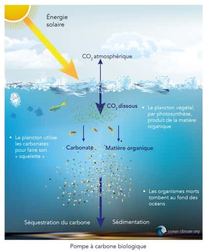 La pompe à carbone biologique. © ocean-climate.org