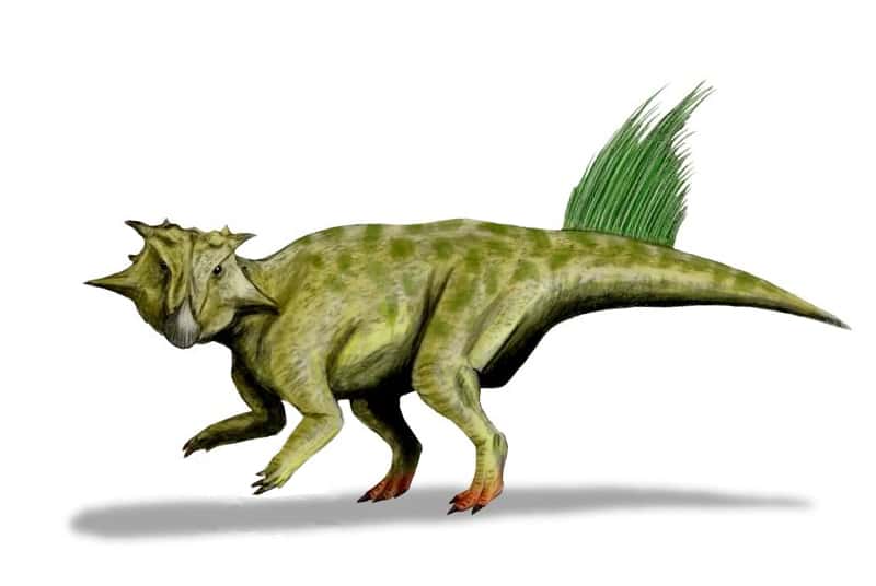 Le <em>Psittacosaurus</em> possédait sur la queue des sortes de plumes ou de poils creux. © Nobu Tamura, <em>Wikimedia Commons</em>, CC by 3.0