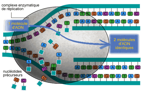 La réplication de l'ADN repose sur deux étapes : la séparation des deux brins de la molécule mère, et la formation de deux nouvelles molécules filles © Ggbb, <em>Wikimedia Commons</em>, cc by-sa 3.0