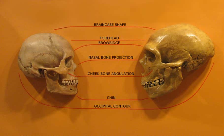 Comparaison des crânes d'<em>Homo sapiens</em> (à gauche) et de Néandertal (à droite). © hairymuseummatt, Wikimedia Commons, CC by-sa 2.0