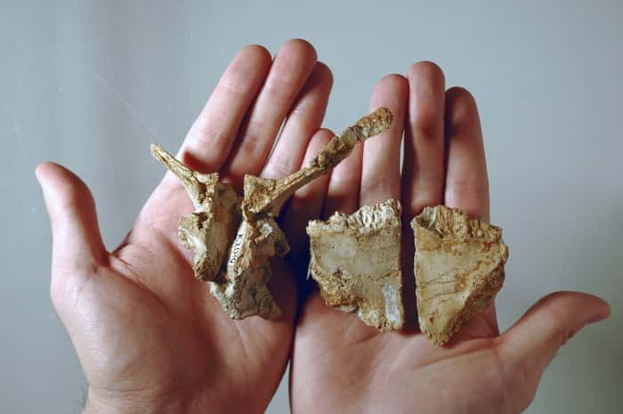 Les os fossilisés du crâne de <em>Transylvanosaurus.</em> © Dylan Bastiaans, <em>University of Zurich</em>