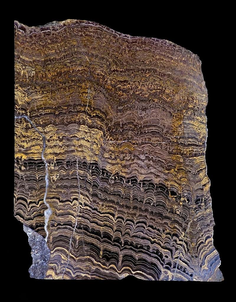 Structure interne d'un stromatolite. © Didier Descouens, Wikimedia Commons, CC by-sa 4.0 