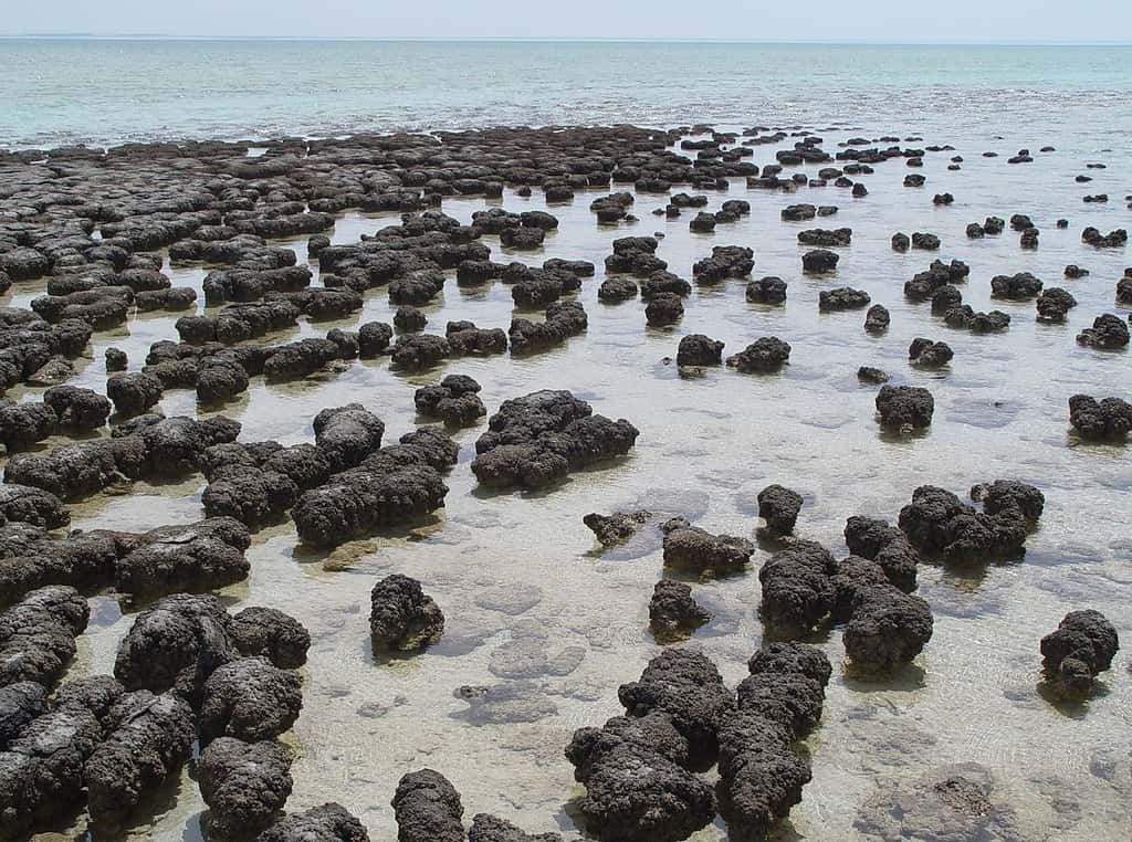 Stromatolites actifs actuellement dans la baie de Shark en Australie. © Paul Harrison, Wikimedia Commons, CC by-sa 3.0