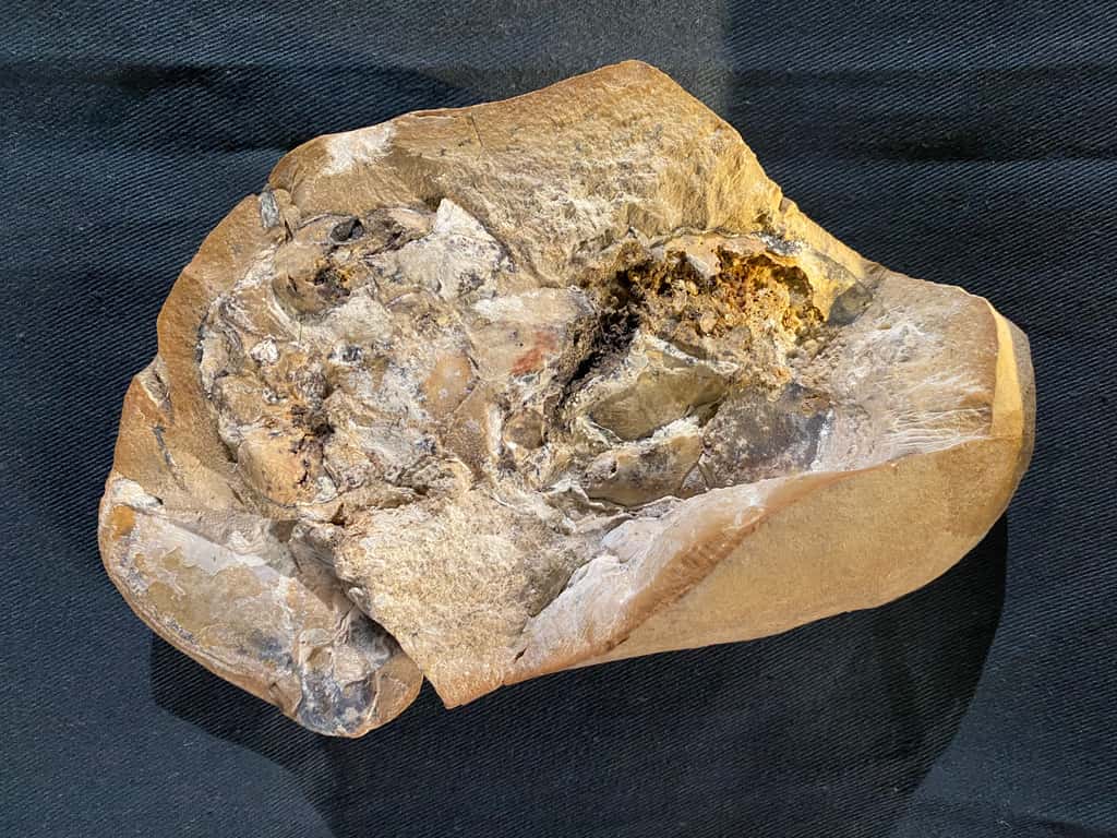 Un cœur de poisson fossile datant de 380 millions d'années. © Avec l'aimable autorisation de la Curtin University