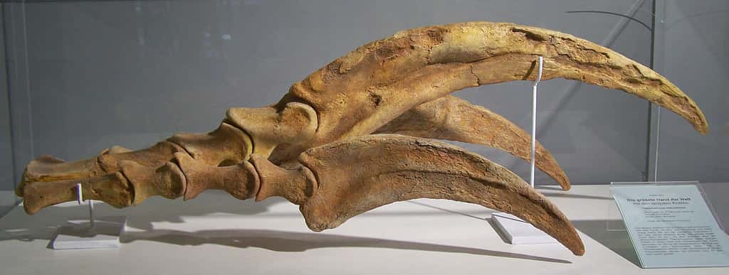 Les griffes démesurément longues du <em>Therizinosaurus</em> ne lui auraient principalement servi que pour parader. © Woudloper, <em>Wikimedia Commons</em>, CC by-sa 3.0
