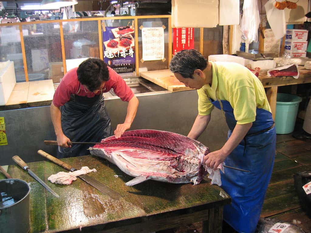 L'explosion de la demande en thon rouge a failli mener à l'effondrement de l'espèce. © Cafe Nervosa, Wikimedia Commons, CC BY-SA 2.5 