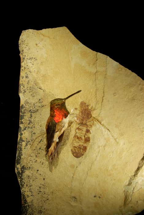 Fossile de <em>Titanomyrma</em> retrouvé aux États-Unis, dans le Wyoming ? © Bruce Archibald, CC by