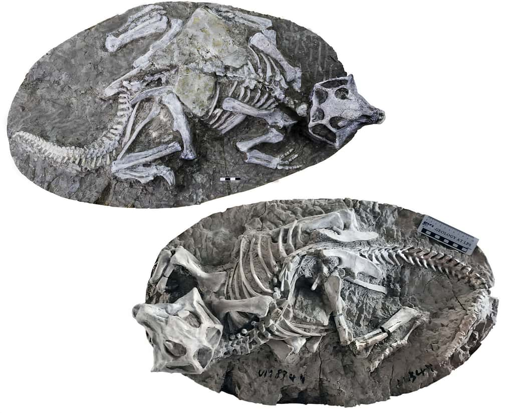 Deux squelettes parfaitement articulés de dinosaures <em>Psittacosaurus</em>, retrouvés en Chine dans la formation d'Yixian. © Jun Liu, <em>Institute of Paleontology and Paleoanthropology, Chinese Academy of Sciences</em>