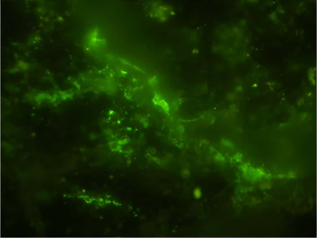 La couleur verte indique que de l'ADN est présent dans les cellules microbiennes retrouvées. © Y. Suzuki, S. J. Webb, M. Kouduka <em>et al. </em>2024, <em>Microbial Ecology, </em>CC by-nc-nd