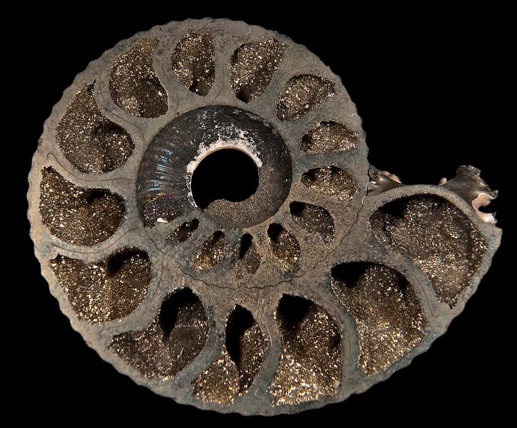Ammonite avec pyrite © Didier Descouens, Wikimedia Commons, CC BY-SA 4.0