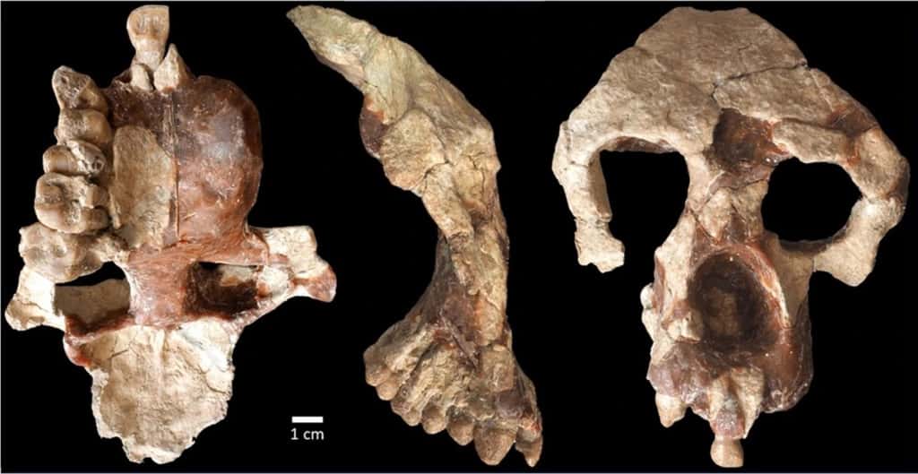 Le crâne d'<em>Anadoluvius</em> retrouvé en Turquie en 2015. © Sevim-Erol et al. 2023, <em>Communications biology</em>