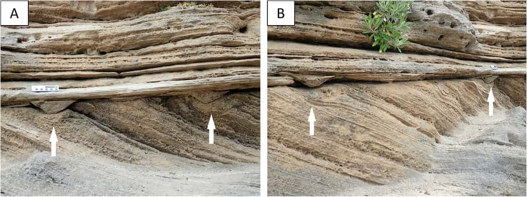 Les empreintes (flèches blanches) ont été réalisées dans le sable il y a plus de 76 000 ans. © Helm et<em> al.</em> 2024, <em>Ichnos</em>