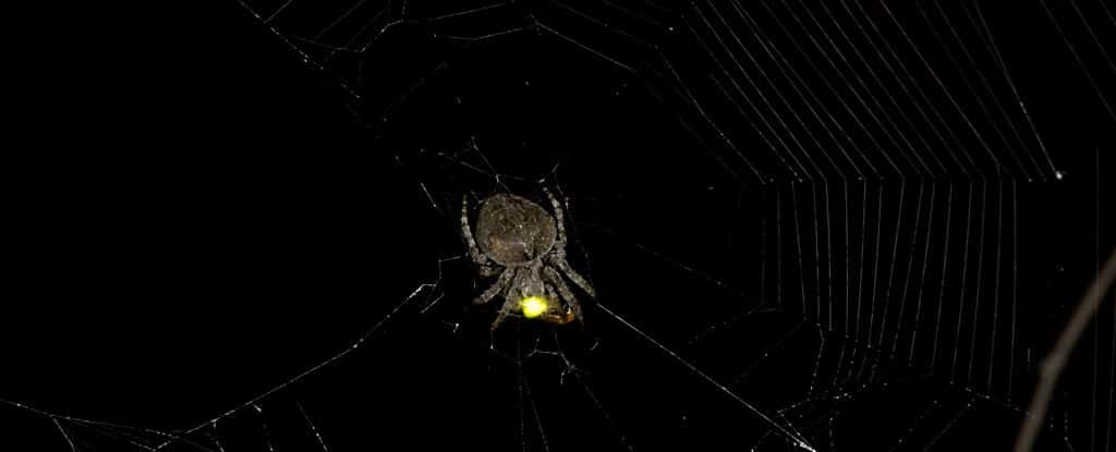 Cette araignée <em>Araneus ventricosus</em> exploite la lumière émise par une luciole pour en attirer d'autres. © Xinhua Fu