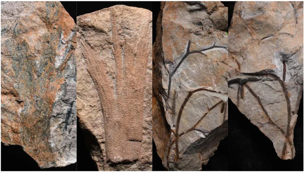 Fossiles de plantes retrouvés dans le sud-ouest de l'Angleterre et datant de 390 millions d'années. © Christopher Berry