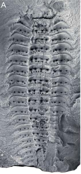 Fossile d'<em>Arthropleura</em>. © Lhéritier et <em>al., Sciences Advances</em> 10, eadp6362 (2024)