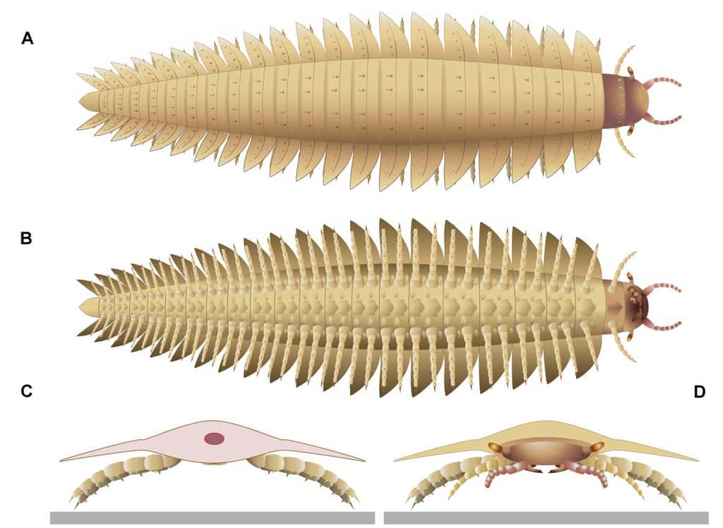 Reconstitution d'un <em>Arthropleura</em>. © Lhéritier et <em>al.</em>, <em>Sciences Advances </em>10, eadp6362 (2024)