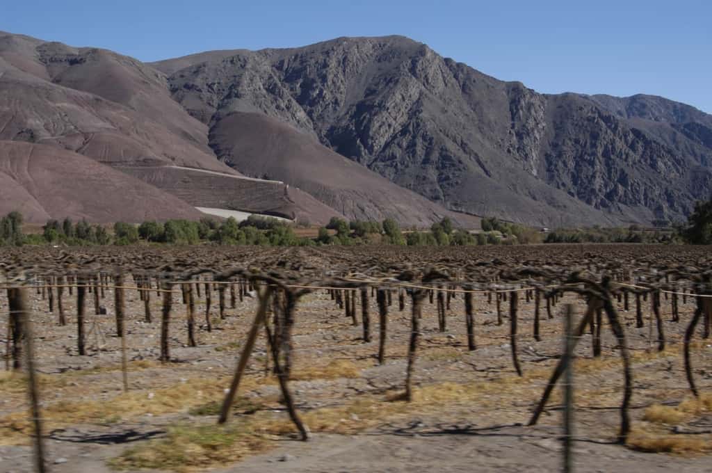 Des parcelles de vignes dans le désert d'Atacama au Chili. © Chelsea Leven, Flickr, CC by-nc-nd 2.0