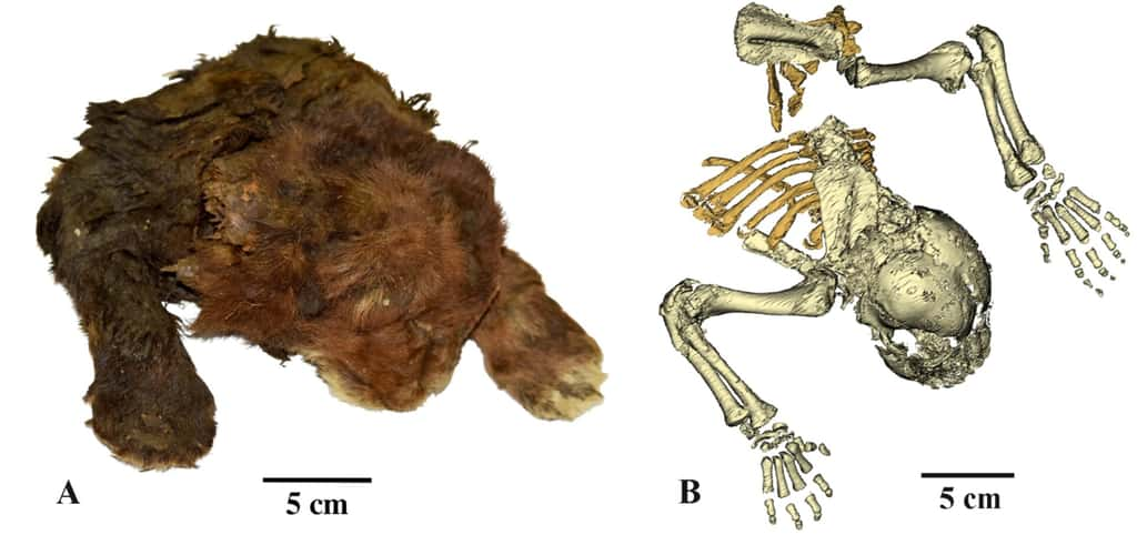 Restes momifiés d'un bébé tigre à dents de sabre retrouvés en Russie, dans la République de Sakha (Yakutia). © Lopatin et <em>al.</em> 2024, <em>Scientific Reports</em>