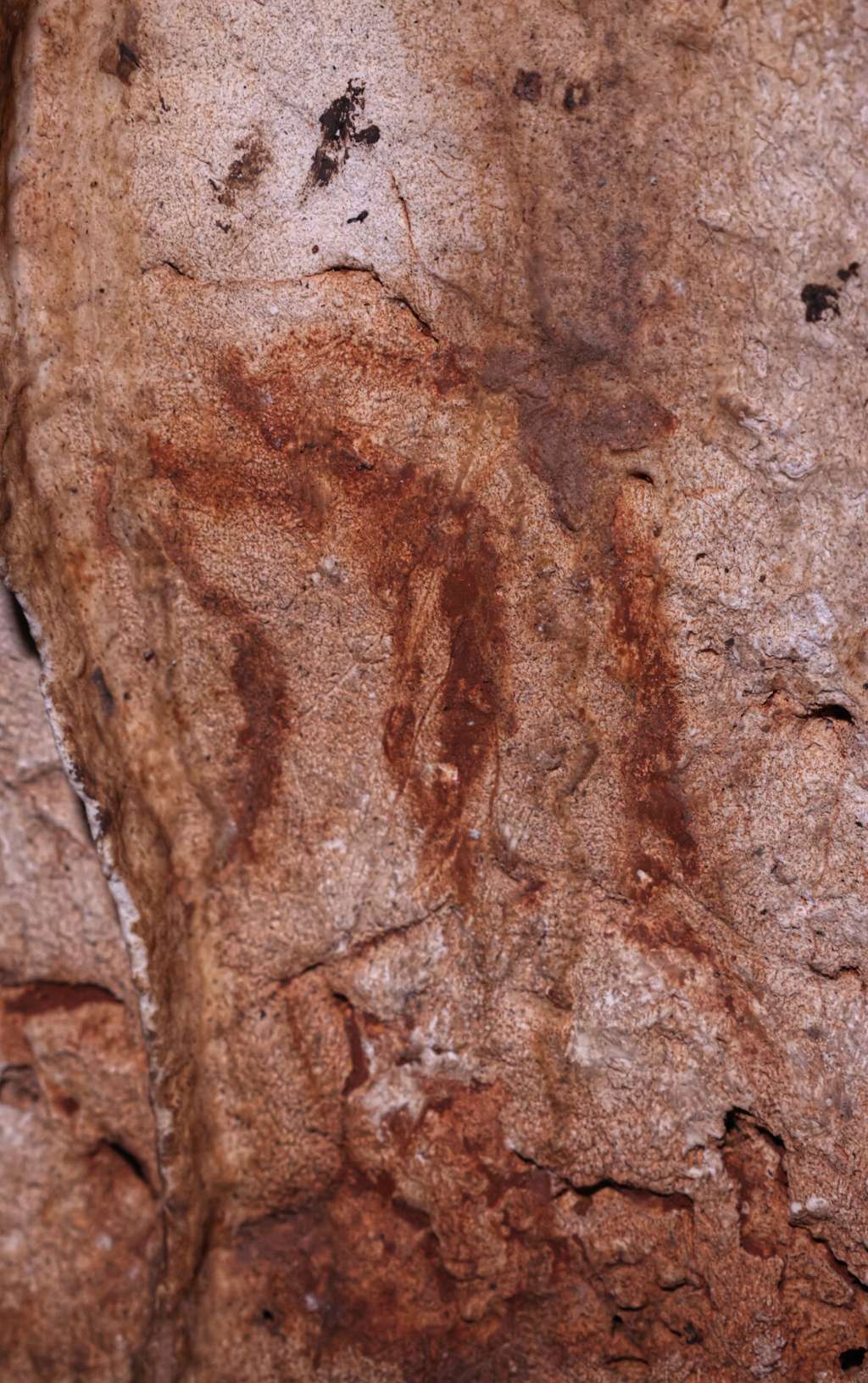 Têtes de biches peintes à l'argile dans la grotte de Cova Dones. © Ruiz-Redondo, Barciela, Martorell