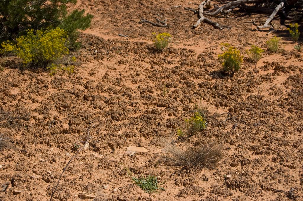 Exemple de biocroûte en milieu aride. © Nihonjoe, <em>Wikimedia Commons</em>, CC by-sa 3.0