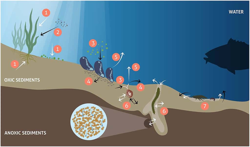 Exemple de bioturbation d'un milieu marin et de l'impact sur le milieu : les nutriments et le CO<sub>2</sub> sont captés et l'oxygène relâché (1), participation à la stabilisation de sédiments (2), absorption de nutriments (3), dépôts de fèces (4), excrétion de nutriment et respiration (5), bioturbation et bioirrigation (6) et mélange des sédiments (7). © Eva Ehrnsten, Xiaole Sun, Christoph Humborg, Alf Norkko, Oleg P. Savchuk, Caroline P. Slomp, Karen Timmermann and Bo G. Gustafsson, <em>Wikimedia Commons</em>, cc by-sa 4.0 