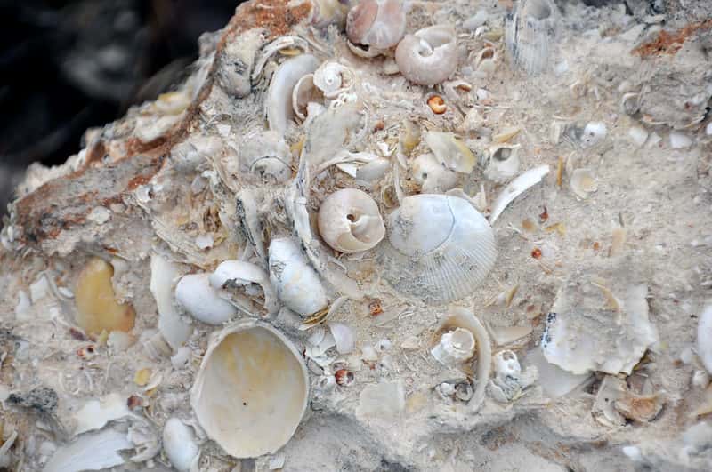 Calcaire à coquillages qui s'est formé largement au-dessus de la profondeur de compensation des carbonates. © James St. John, <em>Flickr</em>